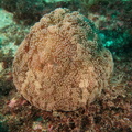 IMG 9532